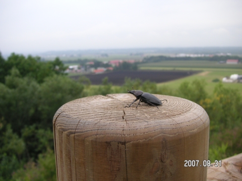 s_PICT0660.jpg